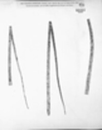 Uromyces lineolatus image